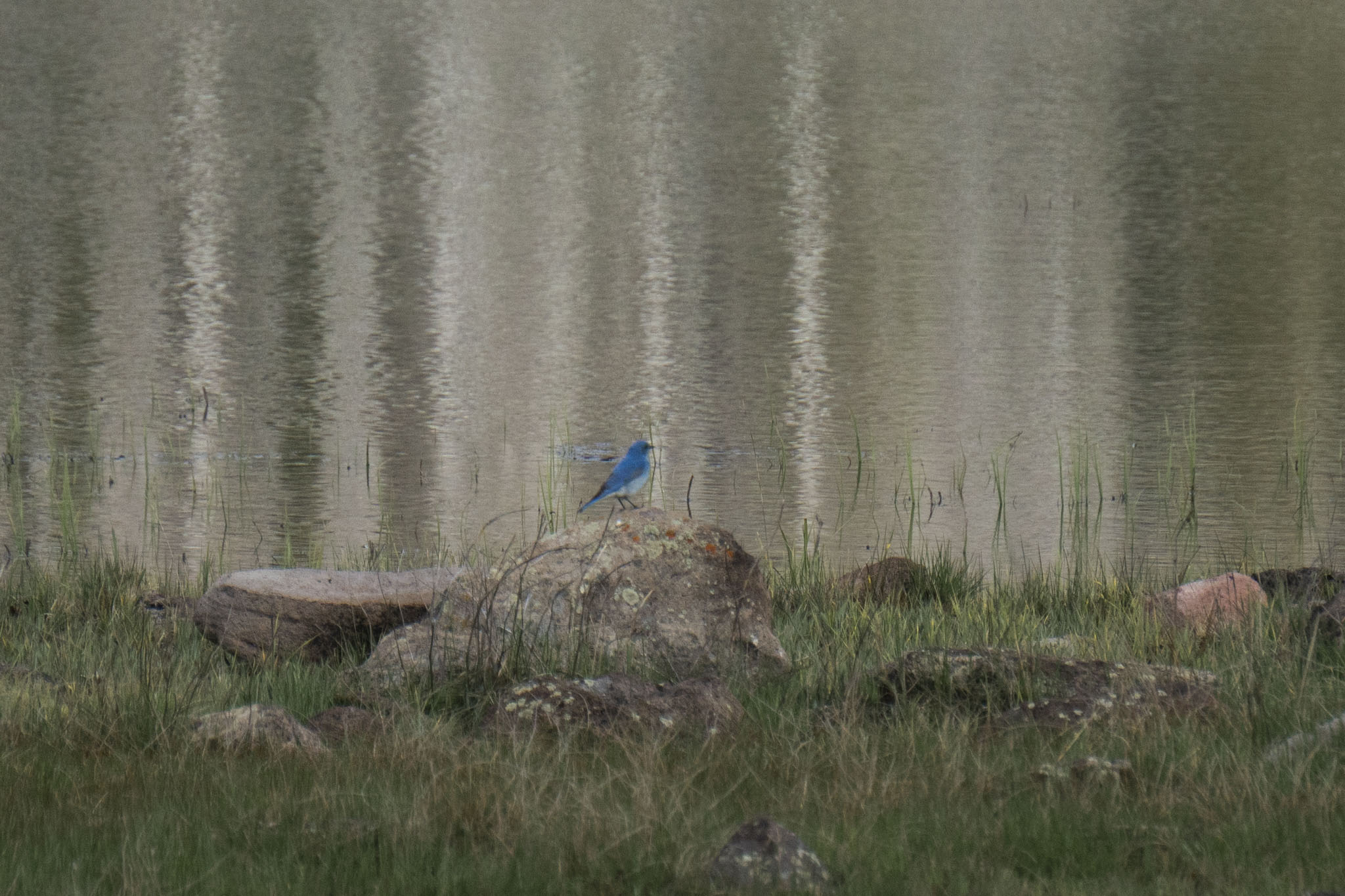 A bluebird sits on a rock in front of a lake shore